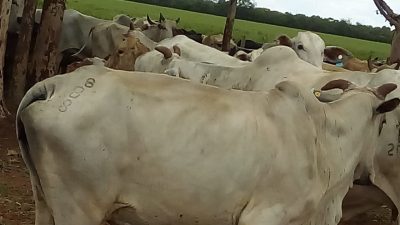 Parâmetros reprodutivos de vacas nelores suplementadas com Cerrado AM Fértil