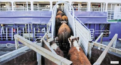 Abertura de novos mercados para a exportação de gado vivo