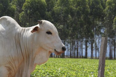 Agropecuária criou 32.986 postos de trabalho em janeiro, revela pesquisa