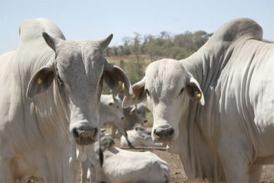 Arroba do boi e vaca gordas em Mato Grosso tem nova valorização