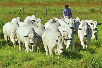 A importância da qualidade da água na produção de bovinos