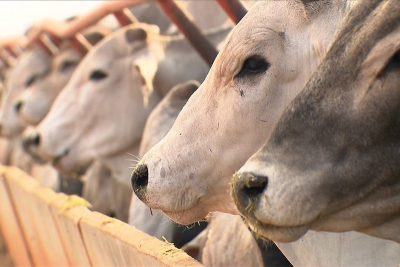 Governo argentino limita vendas de carne bovina ao varejo