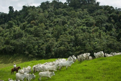 Fazendeiro pode ser remunerado por conservar florestas e nascentes. Saiba o que diz a lei