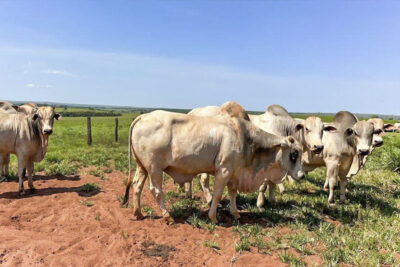 Aqui tem parceria Cerrado.