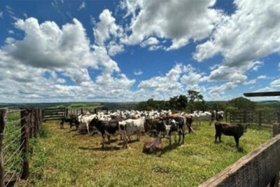 Bezerros Nelore nascendo com cor na fazenda? Saiba o que está acontecendo